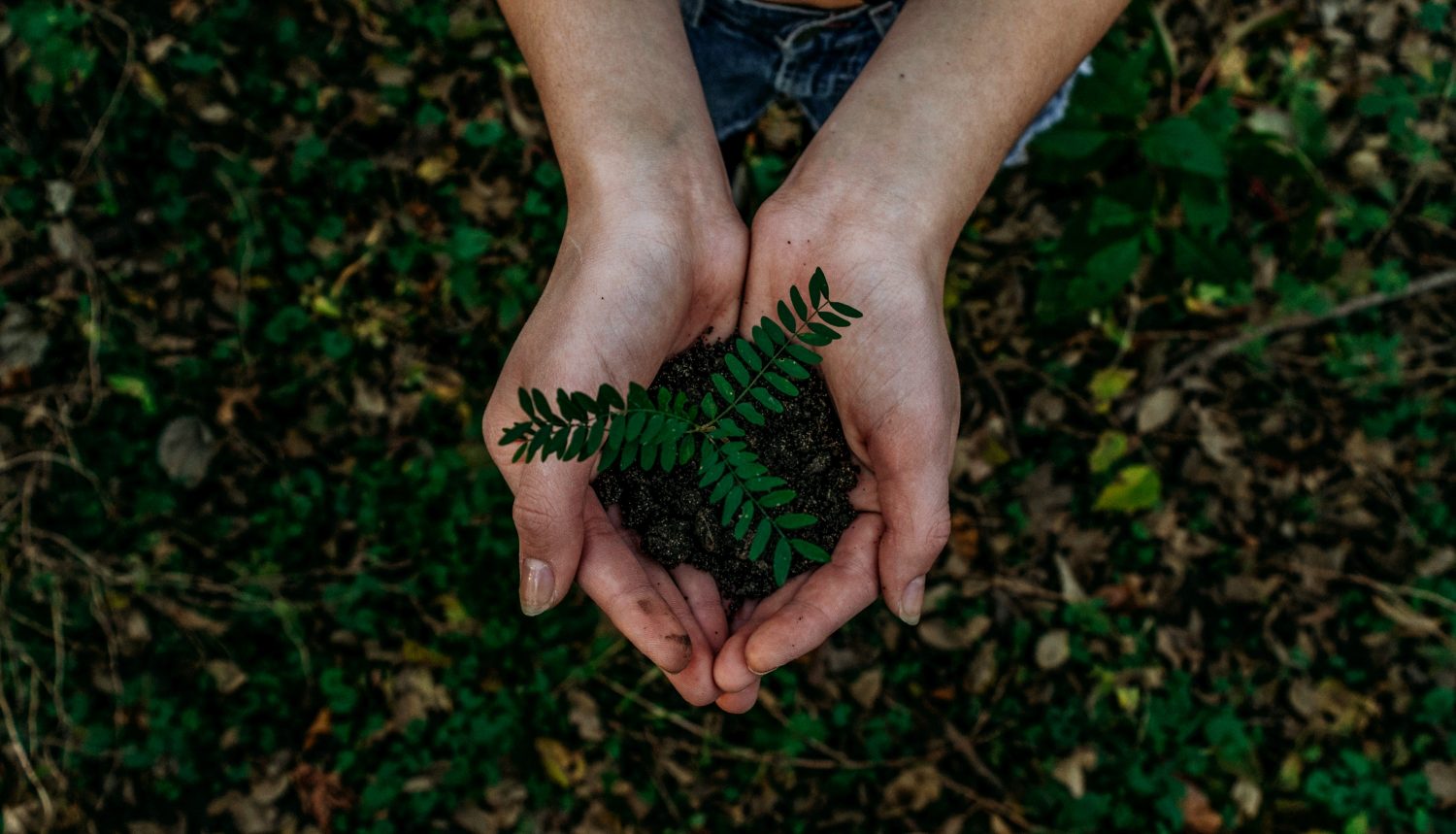 Someone holding a small growing plant