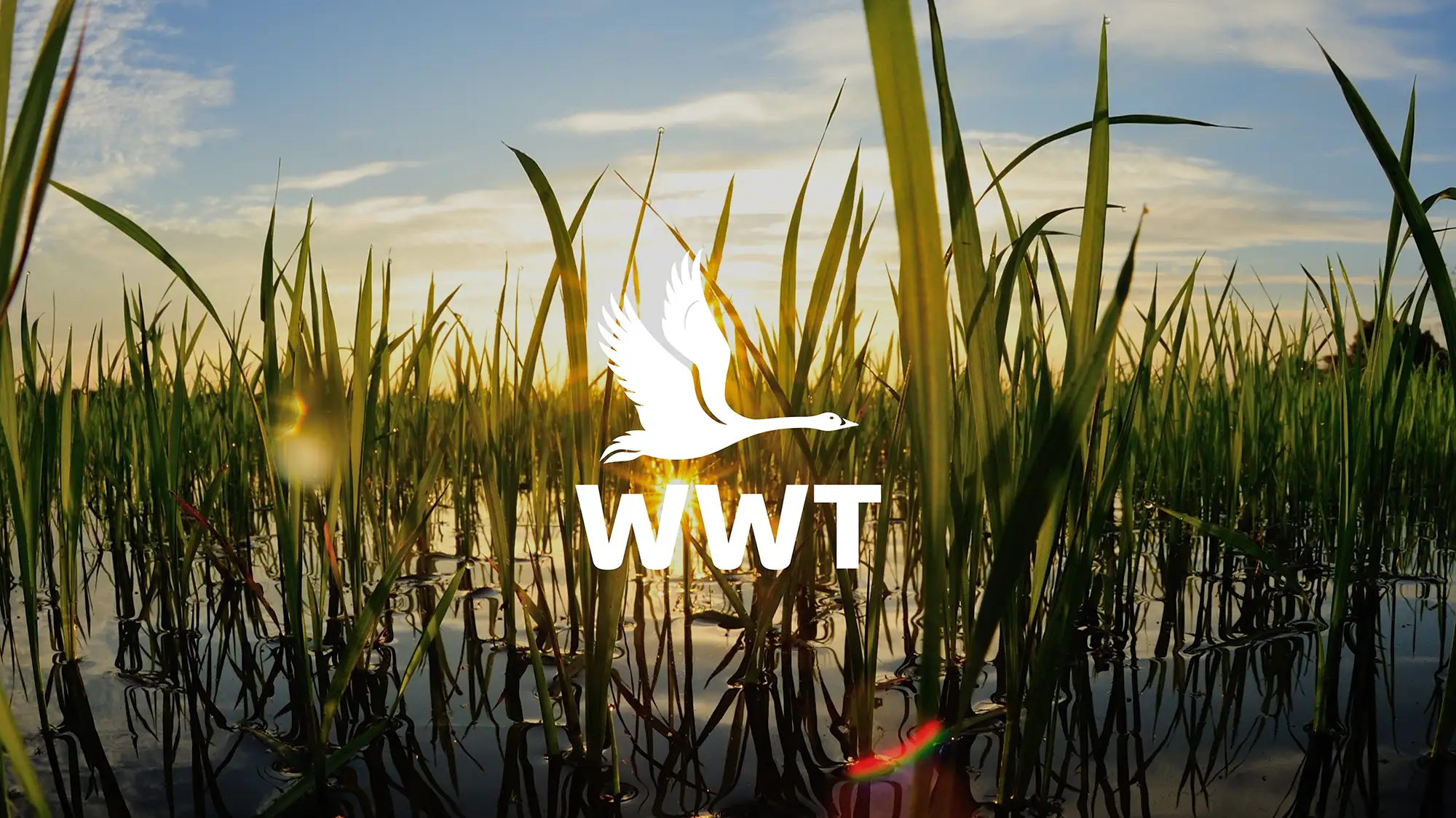 WWT x Clarity