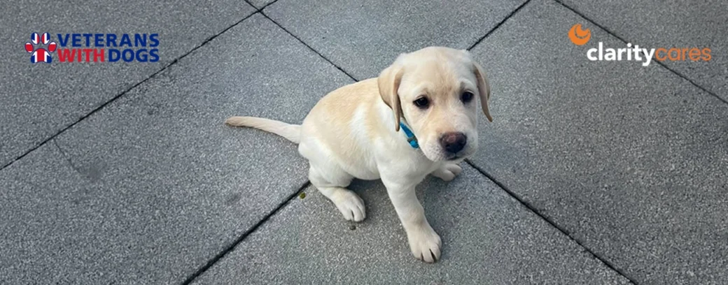 Clarity sponsored assistance dog Sunny.